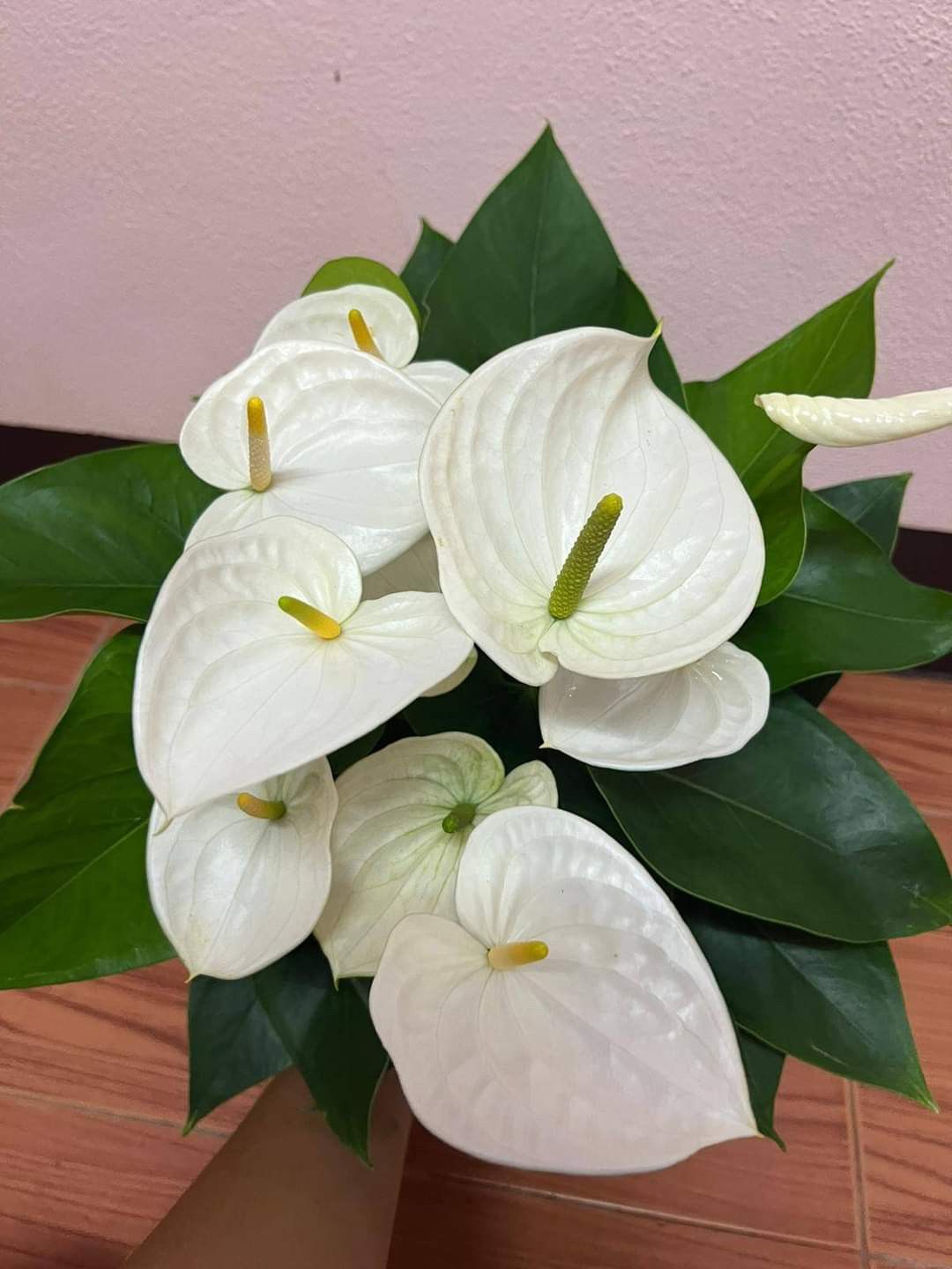 Anthurium Stem — photo 4