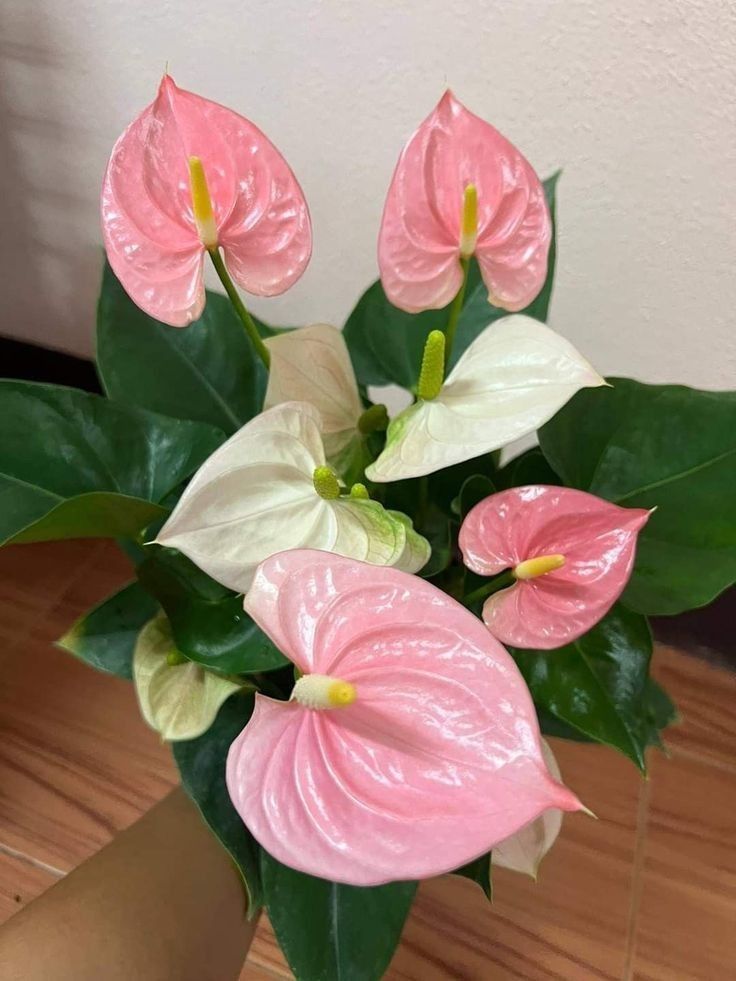 Anthurium Stem — photo 2
