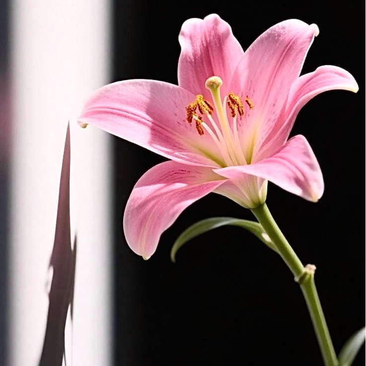 Oriental Lily