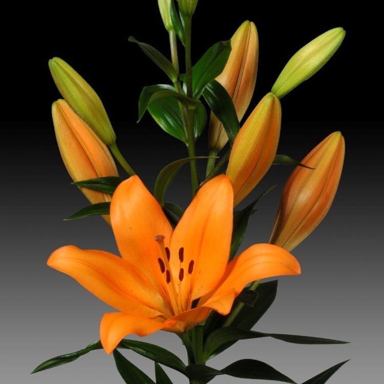 Orange Asiatic Lily