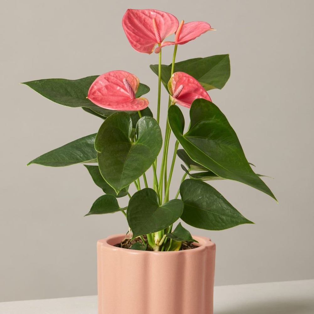 Anthurium Stem