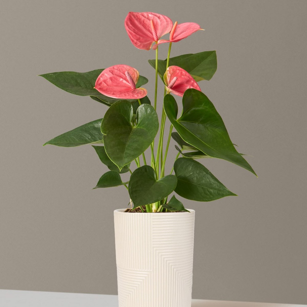 Pink Anthurium Stem