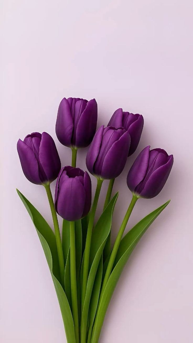 Tulip