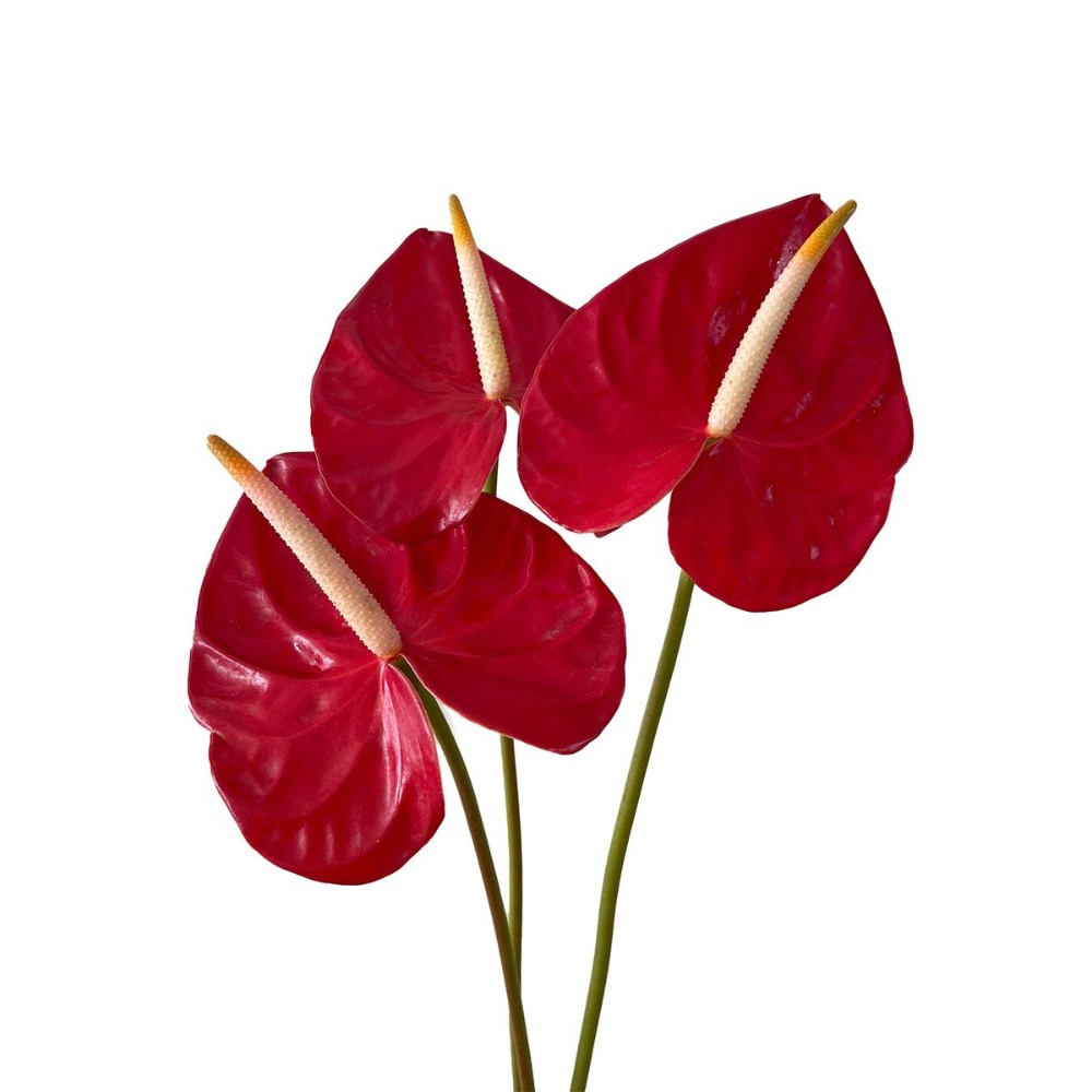 Red Anthurium Stem