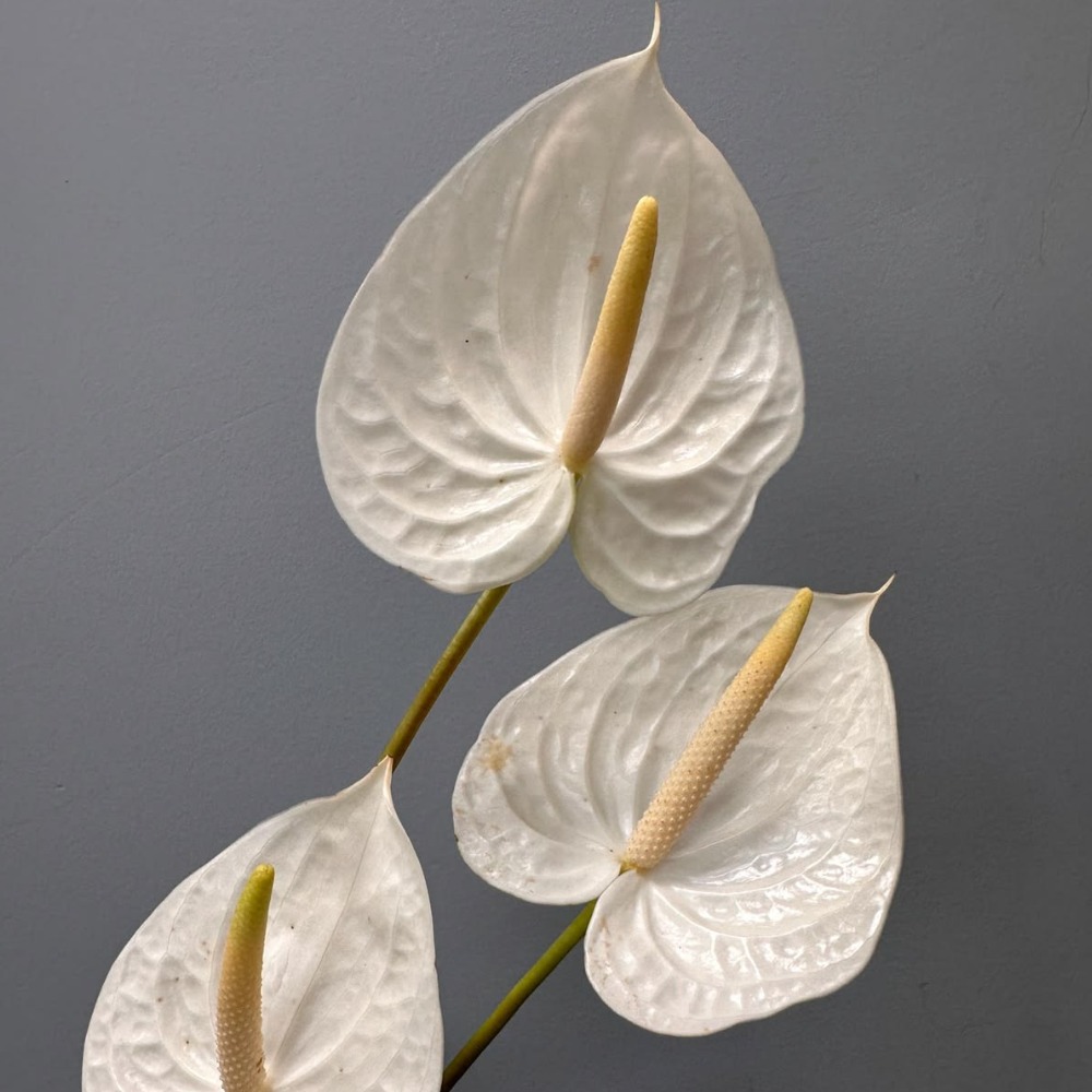 White Anthurium Stem