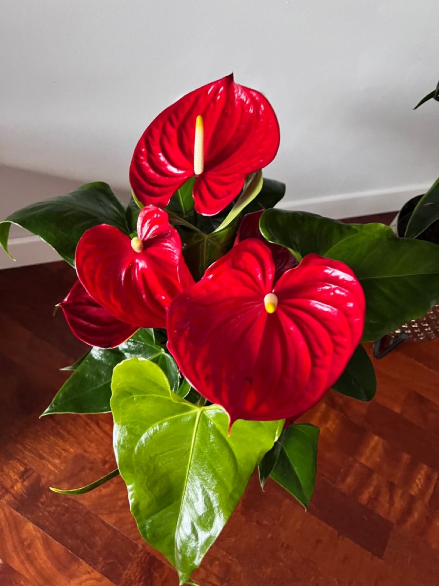 Anthurium Stem — photo 3