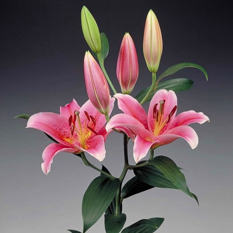 Stargazer Lily