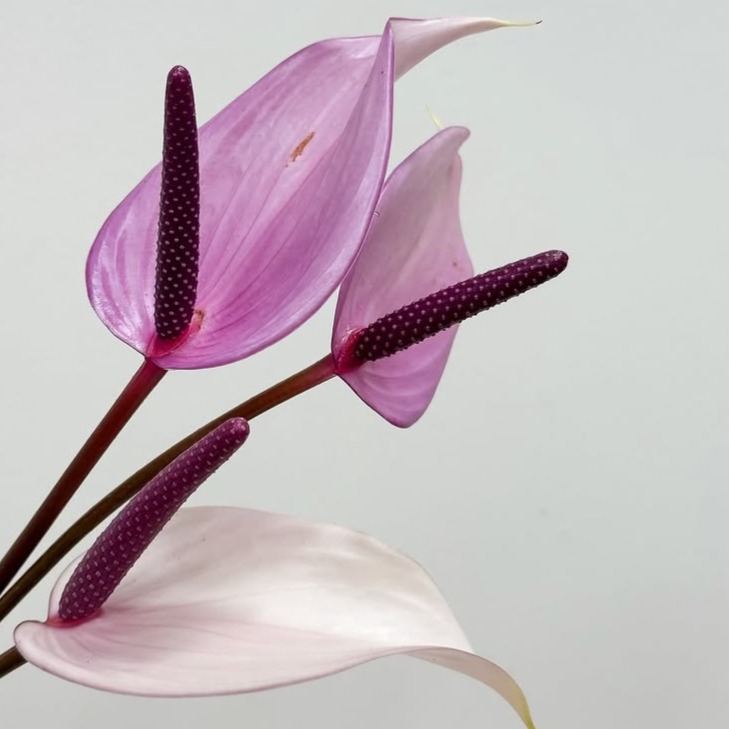 Purple Anthurium Stem