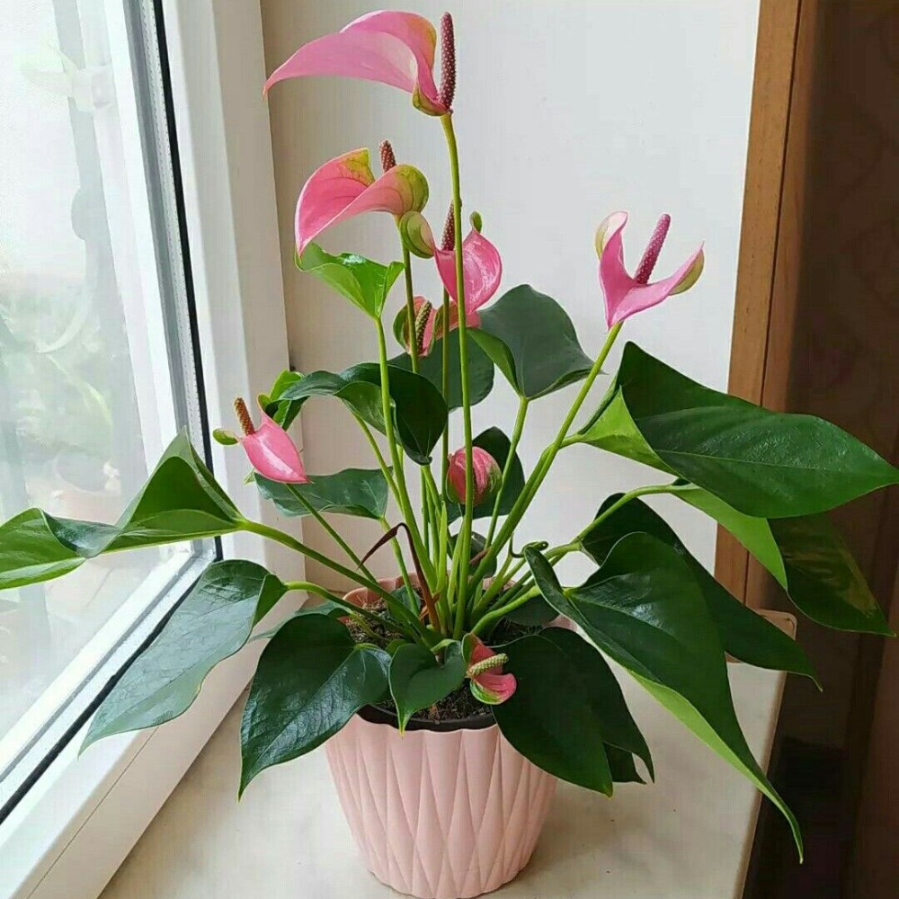 Mini Anthurium Pot